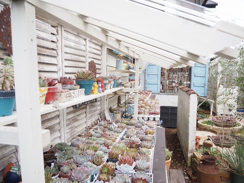 多肉棚の屋根と地植え花壇のトンネルハウス | ブログ版