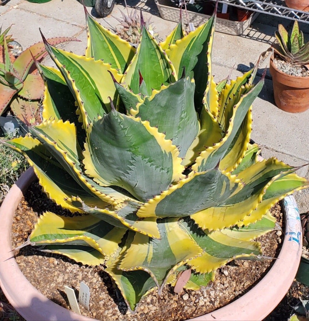 美中株】アガベ リップルエフェクト 発根済み 【公式通販】