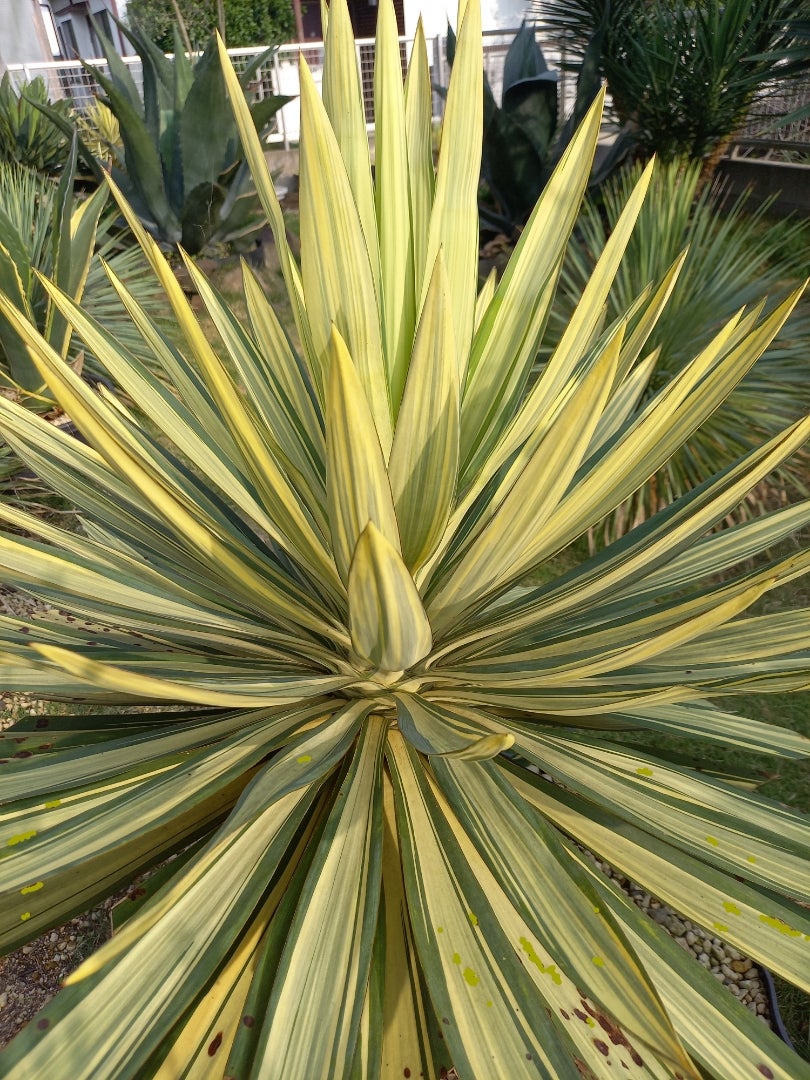 ユッカグロリオサライジングサンの動き出し | ドライガーデン&金魚