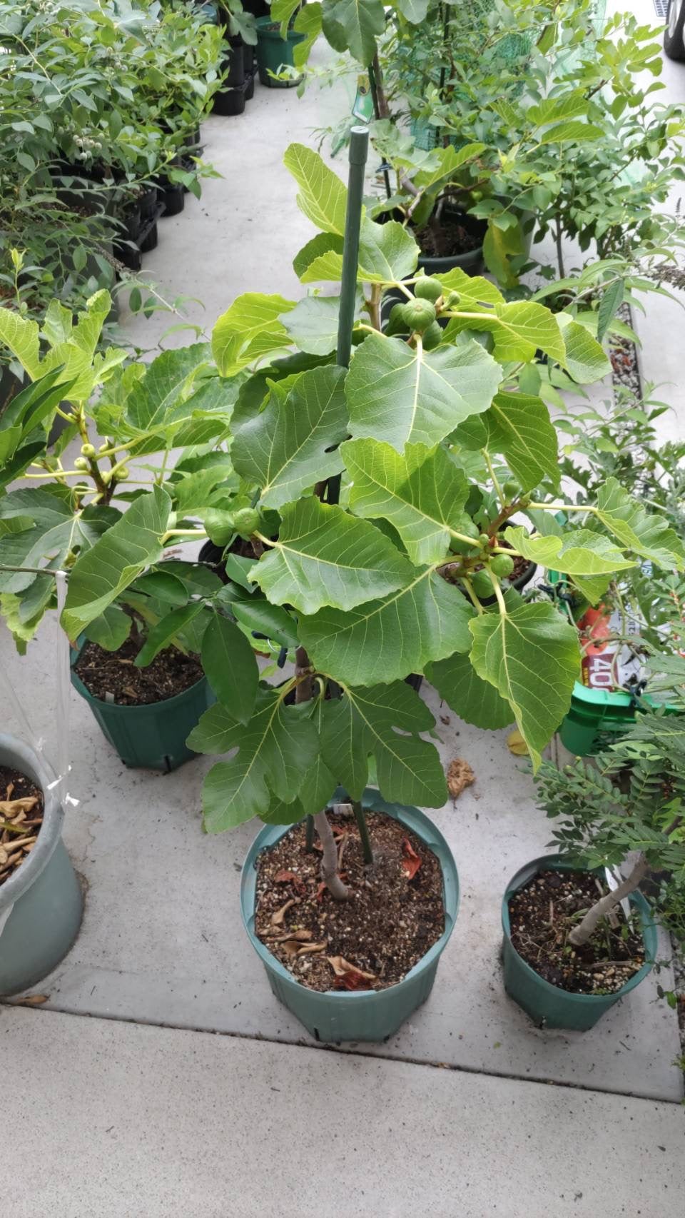 イチジクの良苗。Black Madeira イチジクの良苗。Black Madeira 【公式