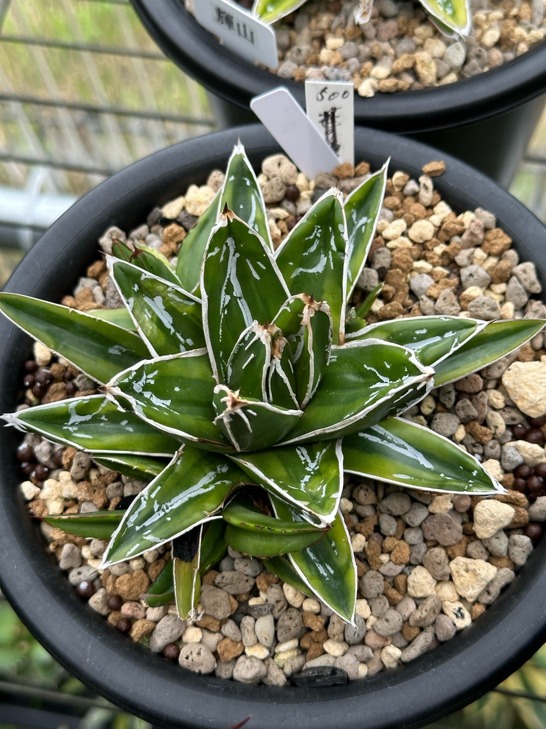 アガベ 笹の雪 近況② | つべるふブログ 多肉生活 2021〜