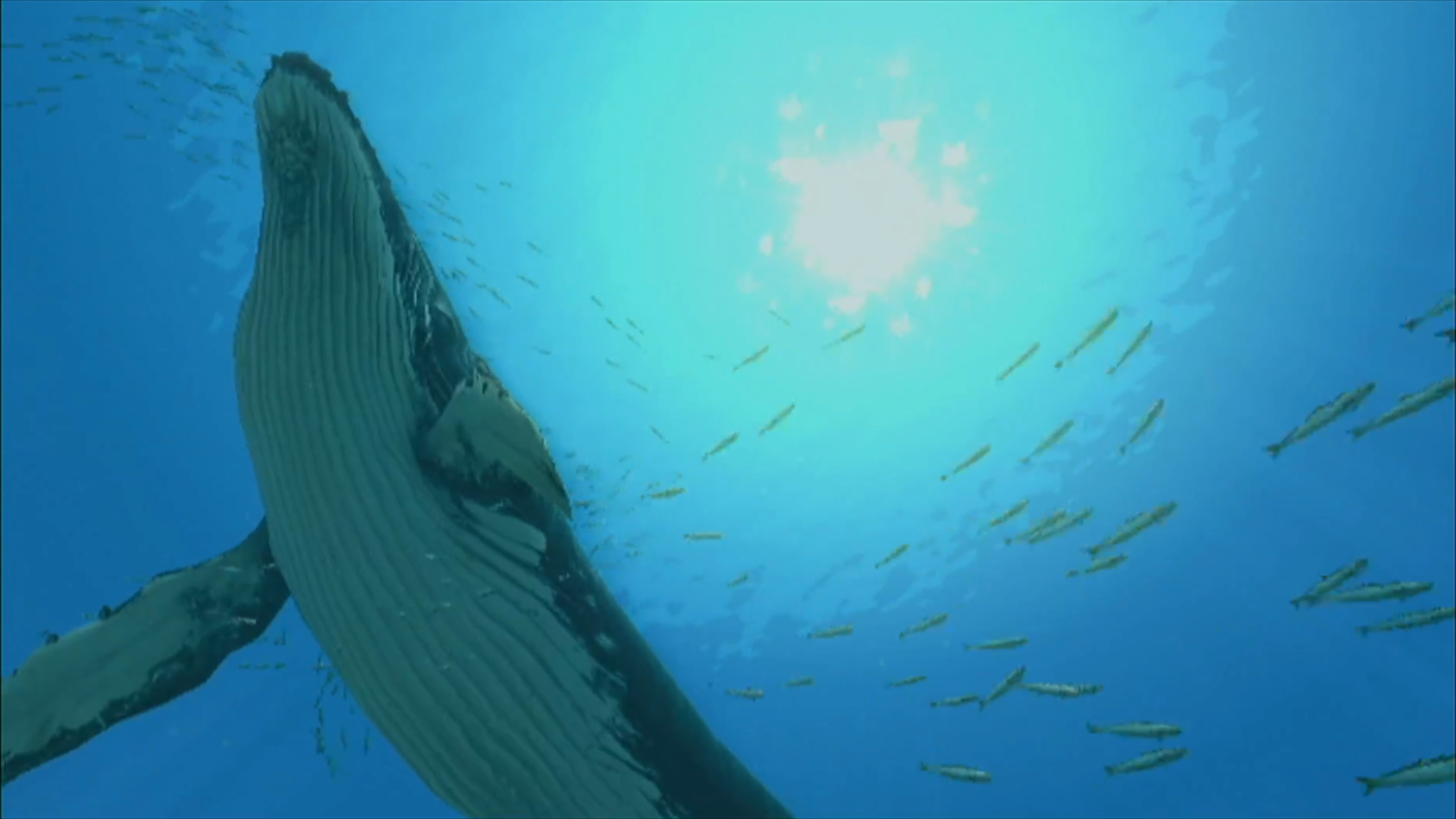 フォーエバーブルー 祝！新作発表！久々に海の呼び声をプレイしてみた