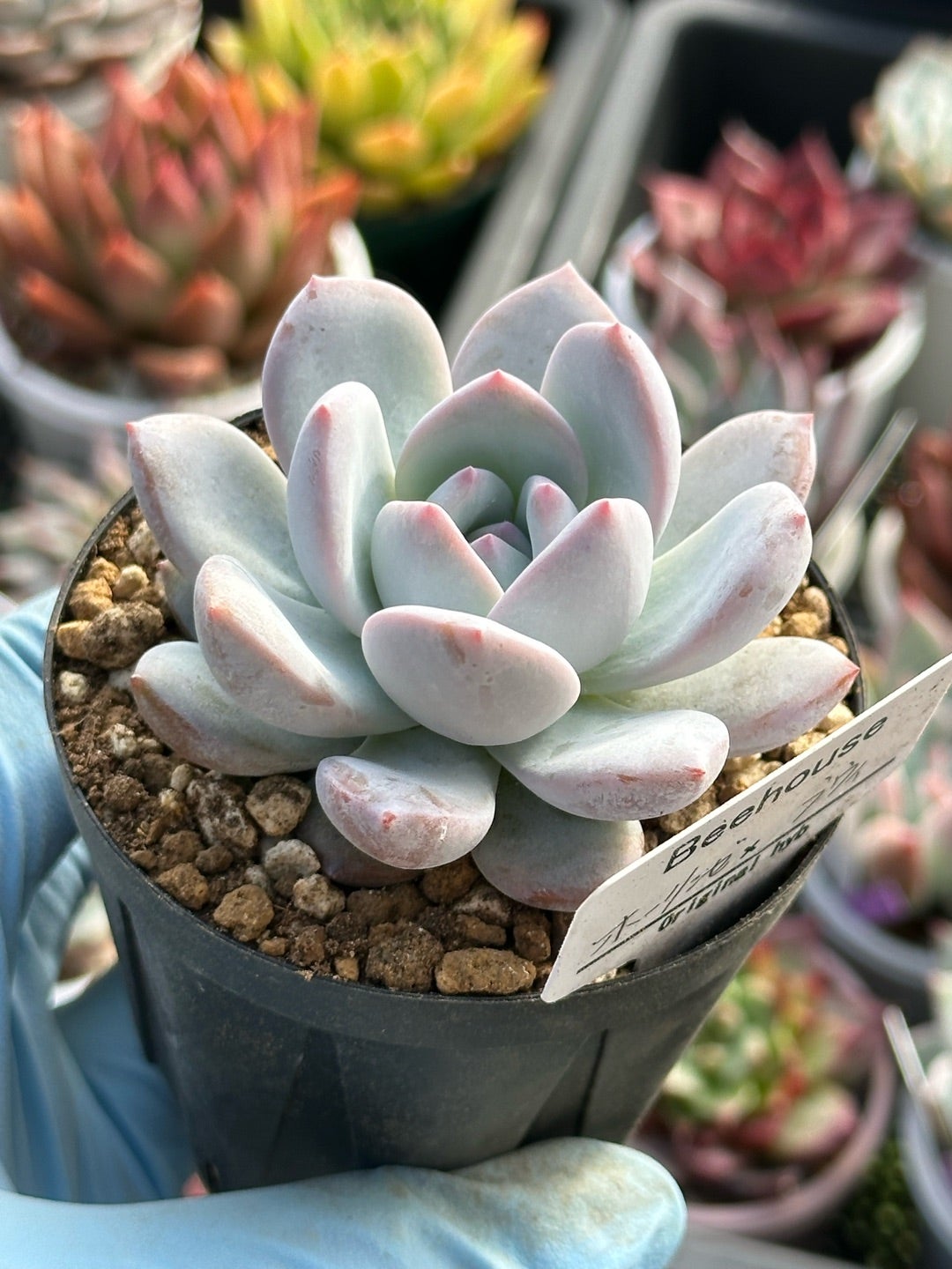 植え替えやっと半分 と、Bee House さん苗の1年後 | つべるふブログ