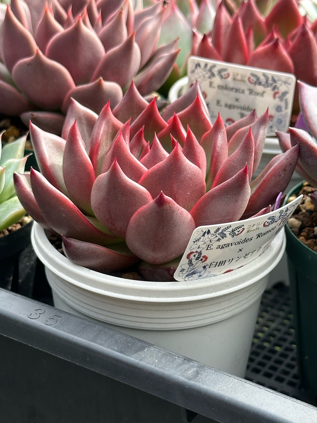 miso苗⭐️ラパス×中里リンゼアナ⭐️ミソップさん 多肉 エケベリア