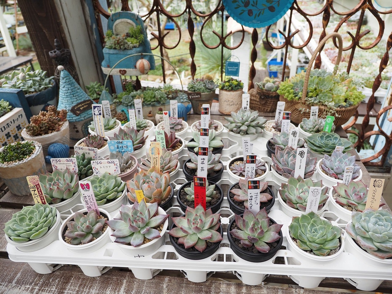 イベントお迎え多肉の植え替えレポ | ブログ版Olive&SucculentGarden