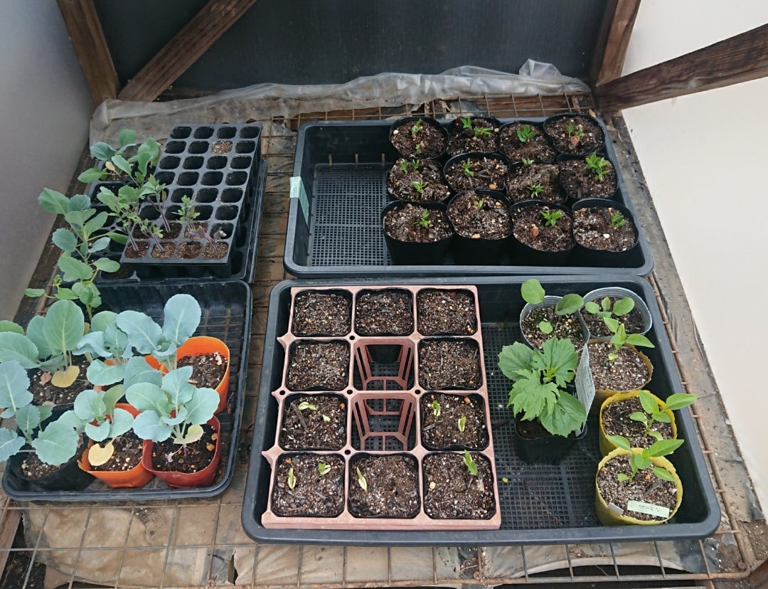 三尺ささげの発芽です。 | のうえん！