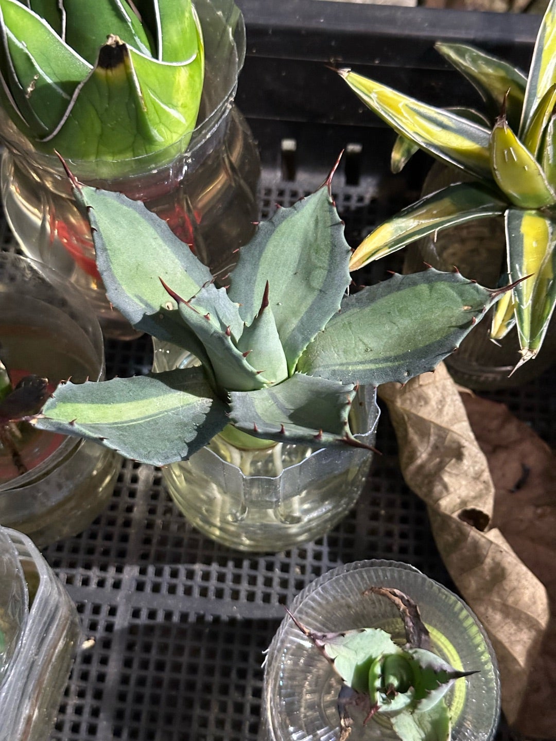 アガベ発根管理株の発根 第三弾 | つべるふブログ 多肉生活 2021〜