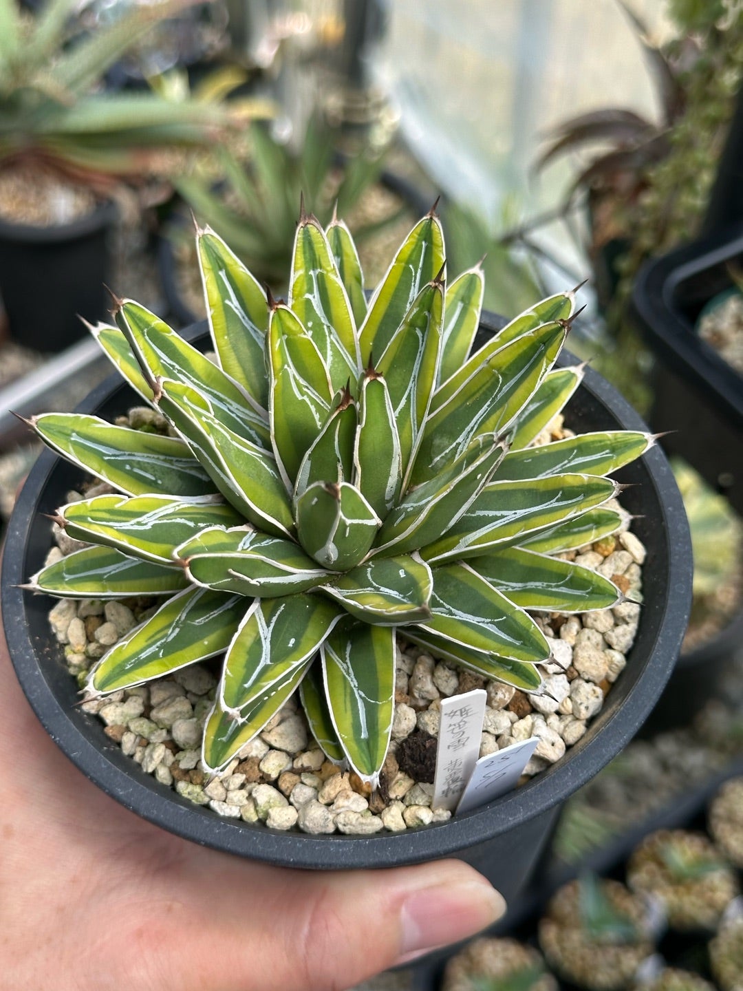 笹の雪ワールド | つべるふブログ 多肉生活 2021〜