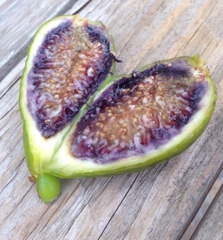 今年もイチジクの穂木を購入 | パライゾのガーデン日記