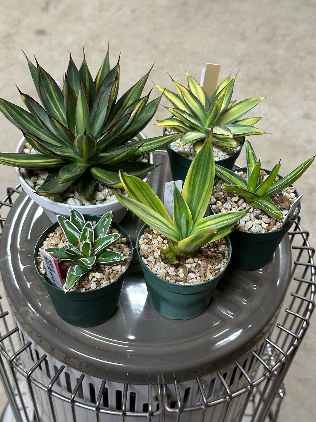 寒いけどアガベ買いました バーントバーガンディー比較 | つべるふ