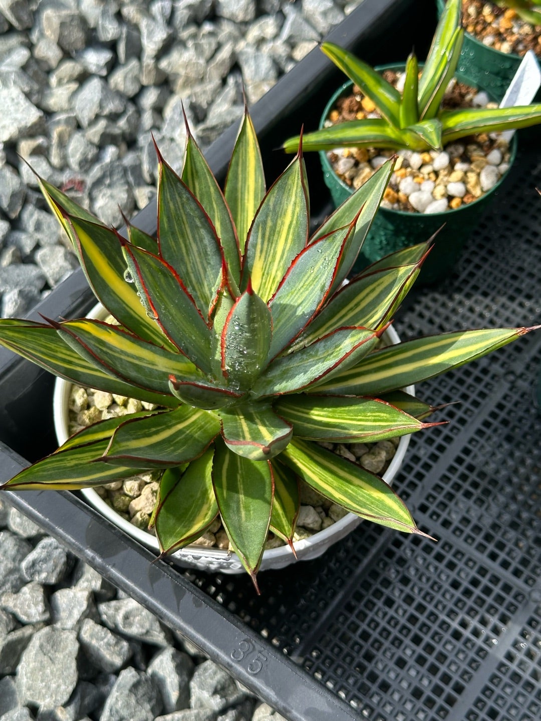 寒いけどアガベ買いました バーントバーガンディー比較 | つべるふ