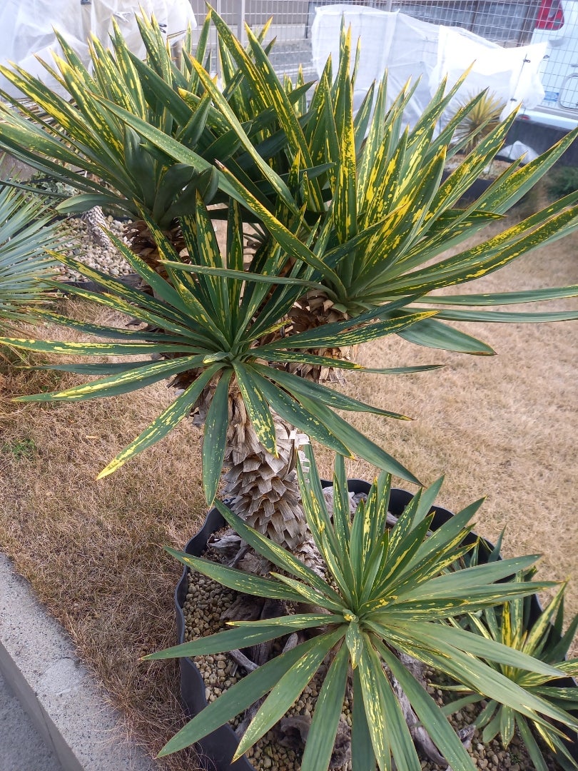 ユッカグロリオサ散斑 | ドライガーデン&金魚