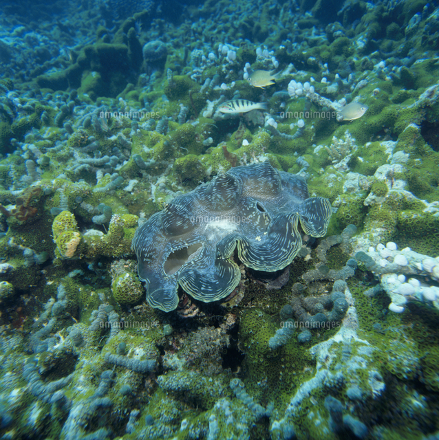 ヒレシャコガイ[32061000555]の写真・イラスト素材｜アマナイメージズ