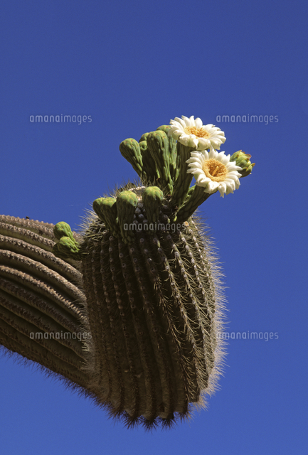 サボテン 弁慶柱[32273002108]の写真・イラスト素材｜アマナイメージズ
