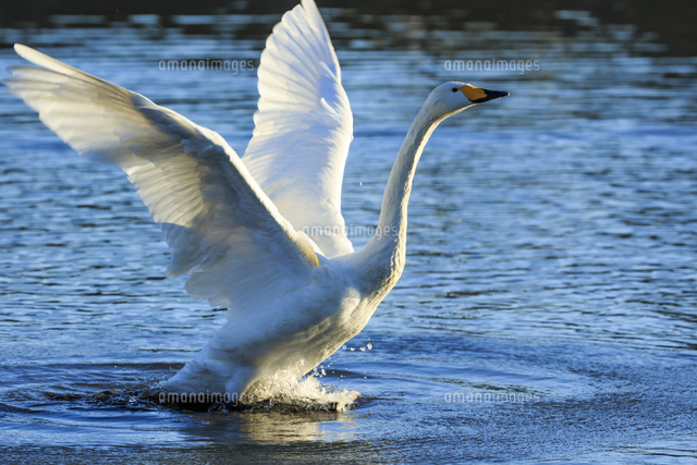 水面で羽ばたく白鳥[10211006963]の写真・イラスト素材｜アマナイメージズ