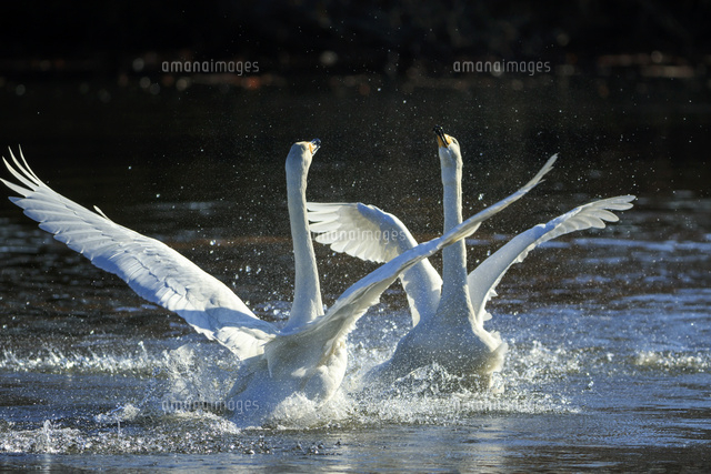 水面で羽ばたく白鳥のカップル[10211007137]の写真・イラスト素材