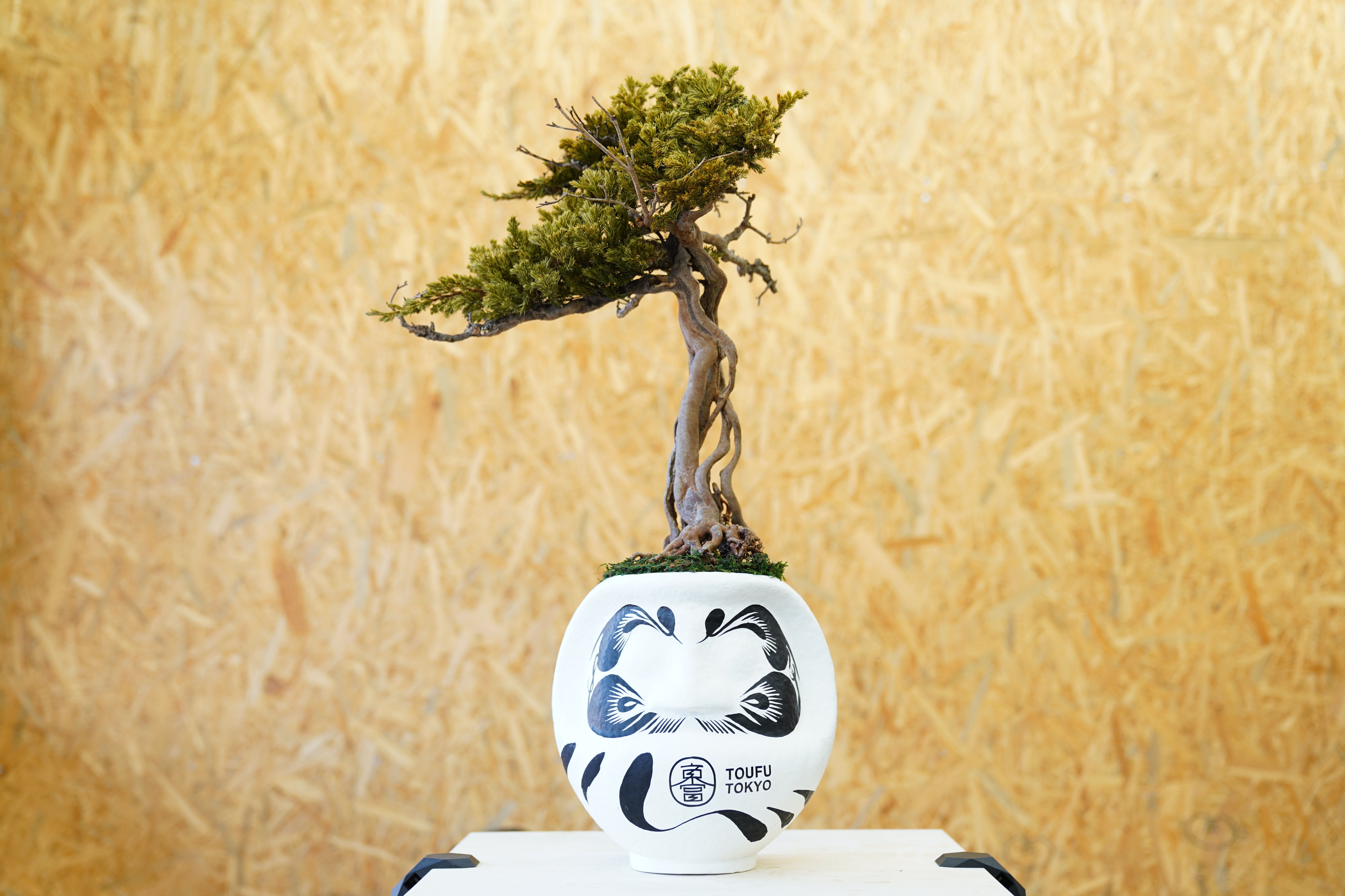 RE BONSAI「盆栽×達磨」メンテナンスフリーの本物植物をご自宅に