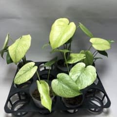 MS515【特別選抜】ホワイトモンスター／天津蘭 モンステ 5株セット