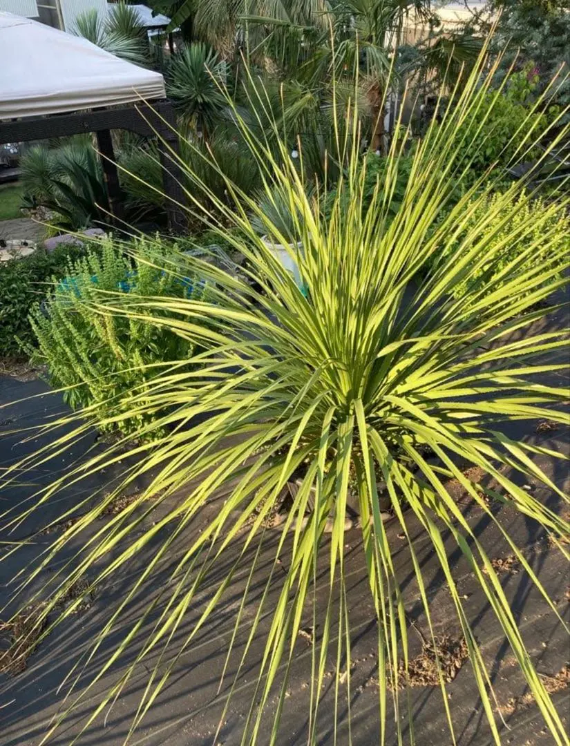 2026年最新】ダシリリオンの人気アイテム - メルカリ