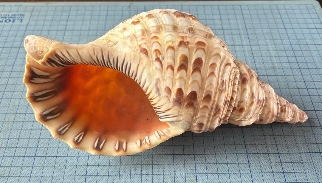 2026年最新】沖縄の法螺貝 ほら貝の人気アイテム - メルカリ