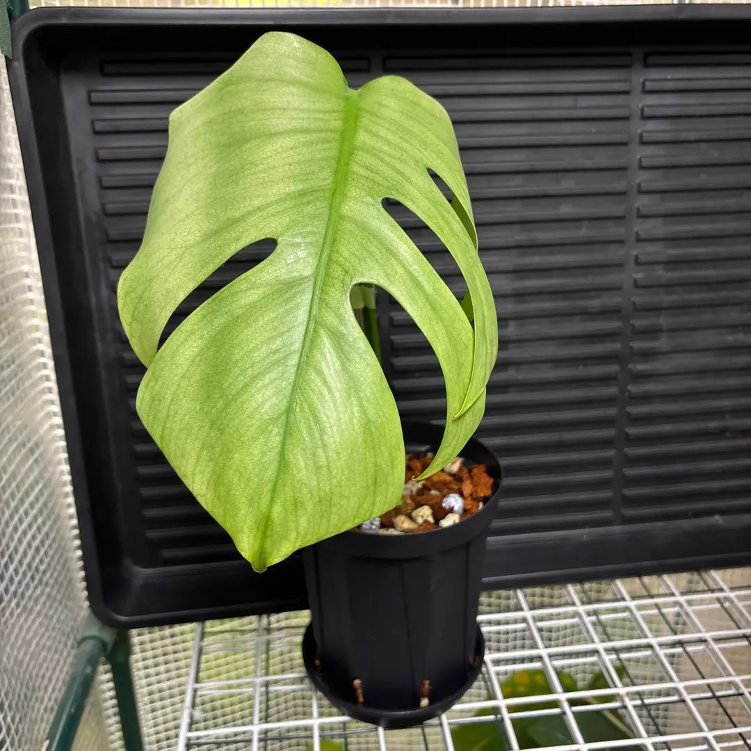 2026年最新】セブブルーミントの人気アイテム - メルカリ