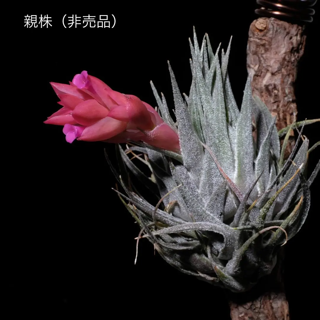2026年最新】Tillandsia sprengelianaの人気アイテム - メルカリ
