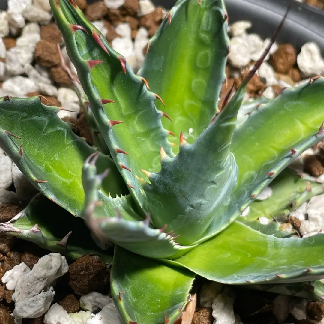 2026年最新】トランカータ 斑入りの人気アイテム - メルカリ