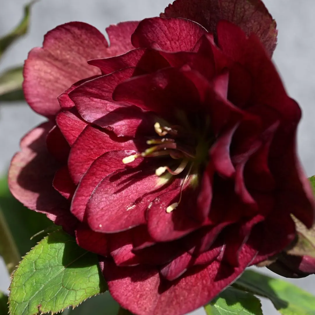 2026年最新】キラメキ クリスマスローズの人気アイテム - メルカリ