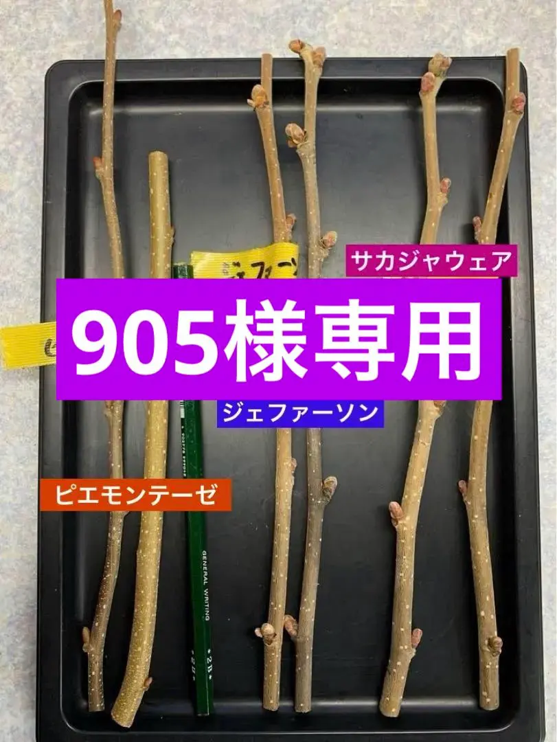 2026年最新】ヘーゼルナッツ 苗木の人気アイテム - メルカリ