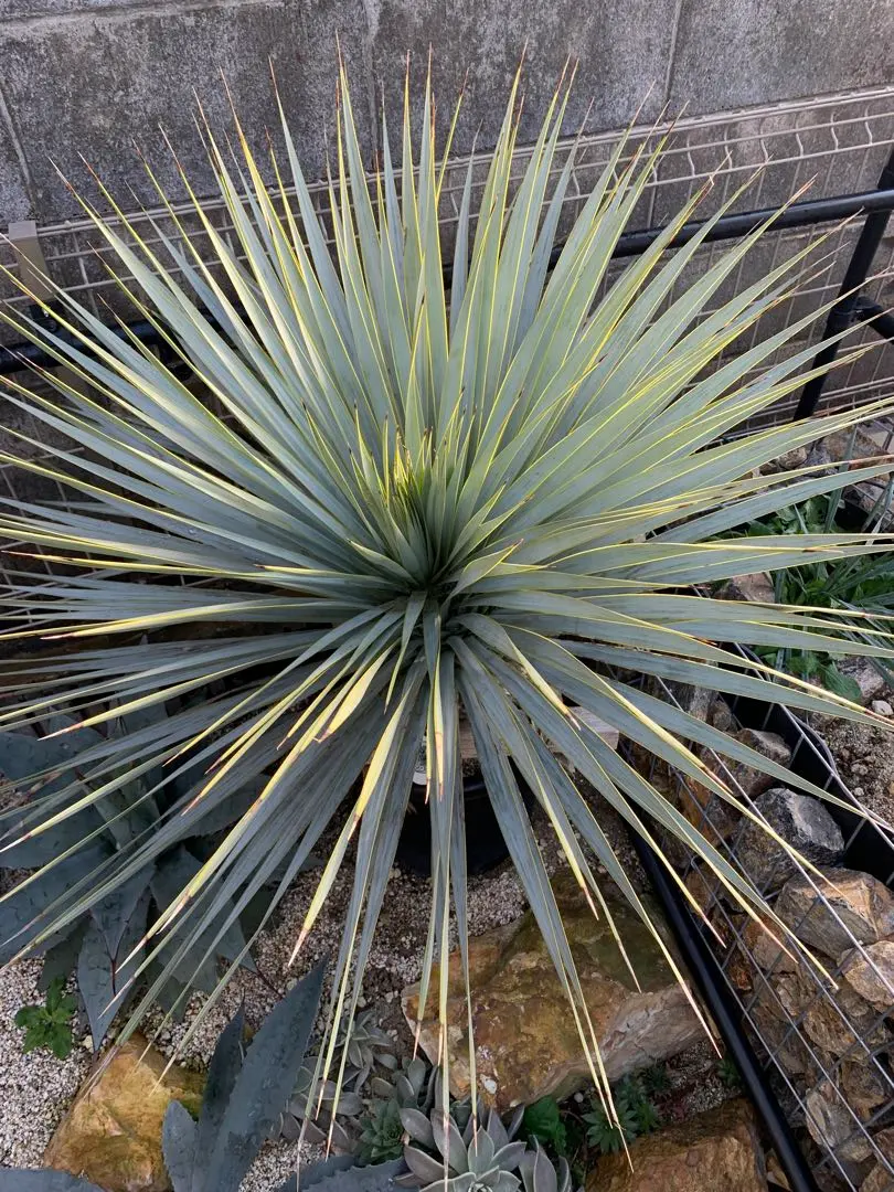 2026年最新】ユッカ マルデヌベスの人気アイテム - メルカリ