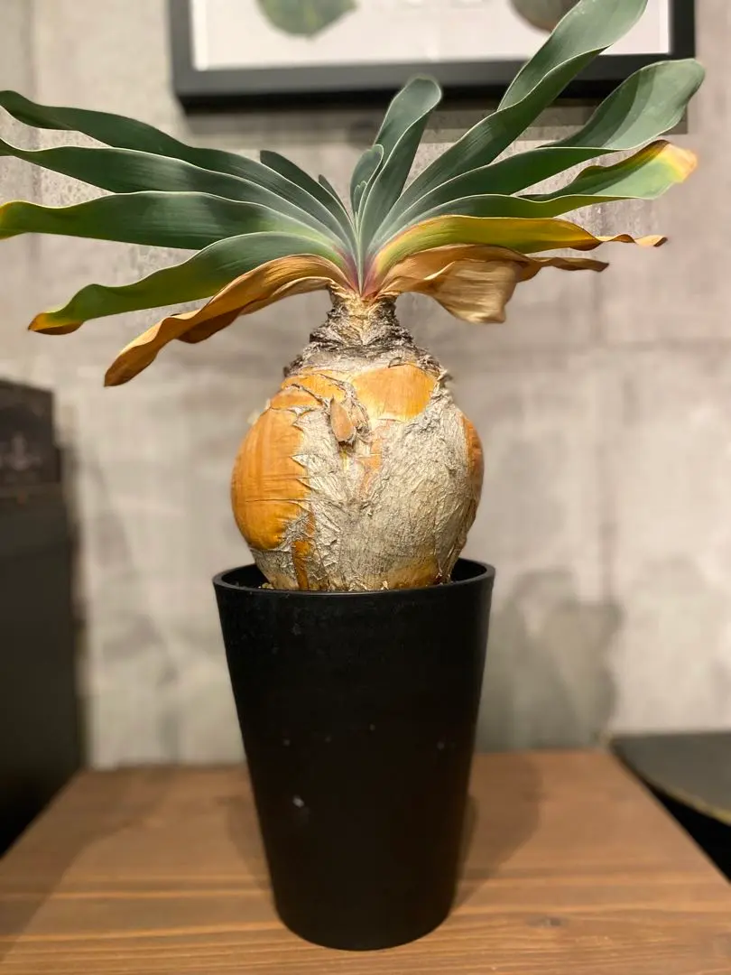 2026年最新】ブーファン ハエマンソイデス 実生の人気アイテム - メルカリ