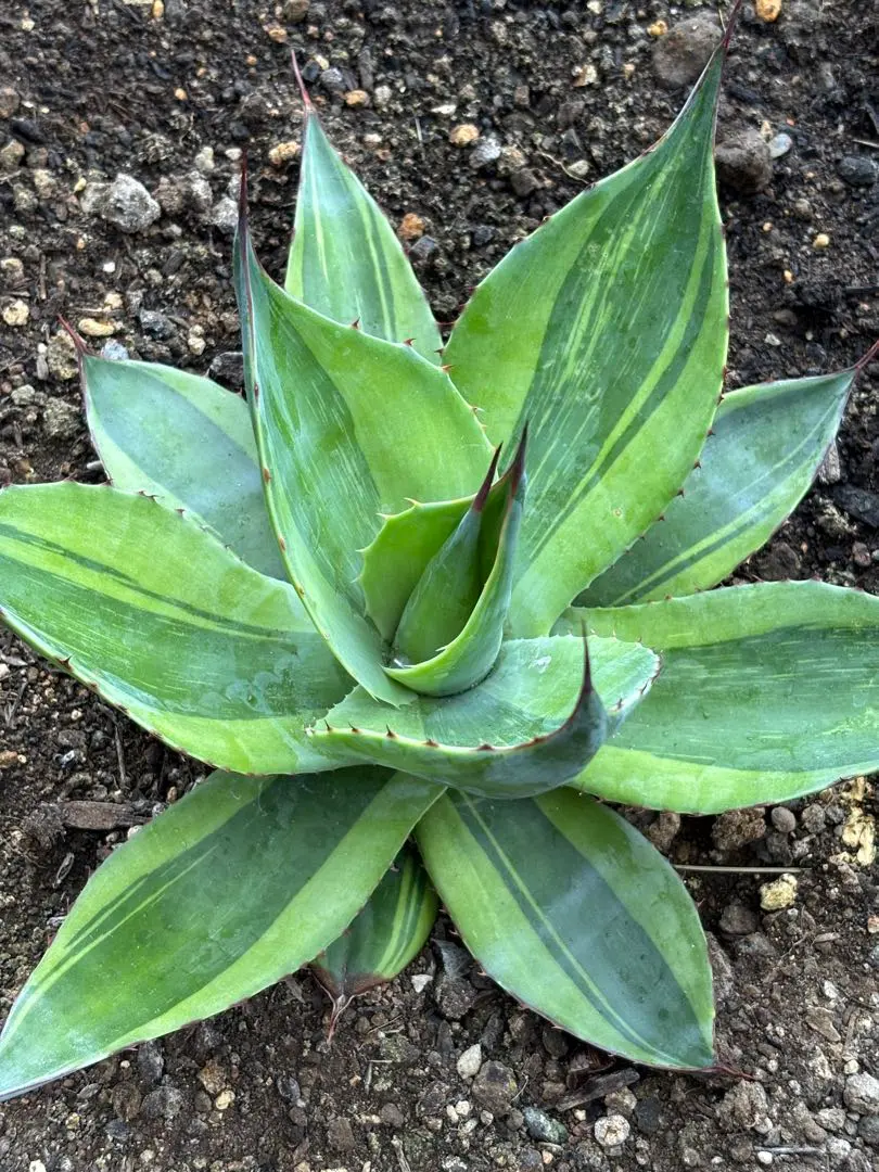 2026年最新】オバティフォリア キラーの人気アイテム - メルカリ