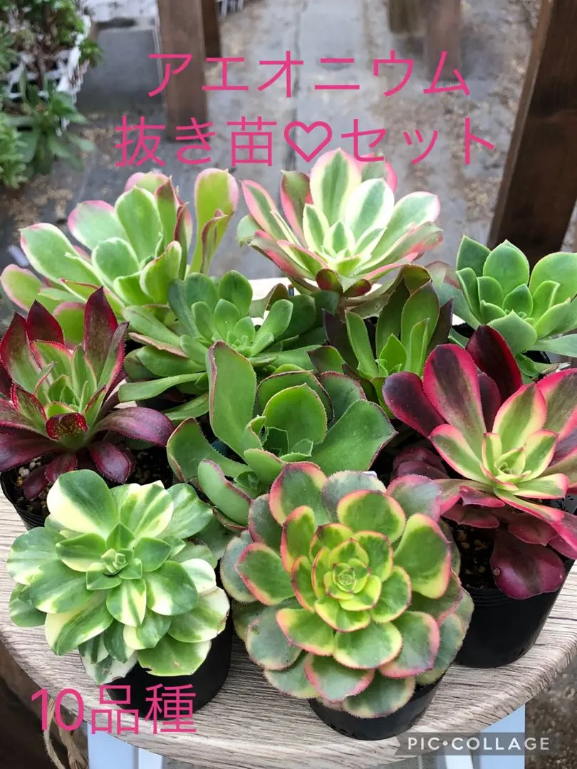 2026年最新】アエオニウム ロスコフの人気アイテム - メルカリ