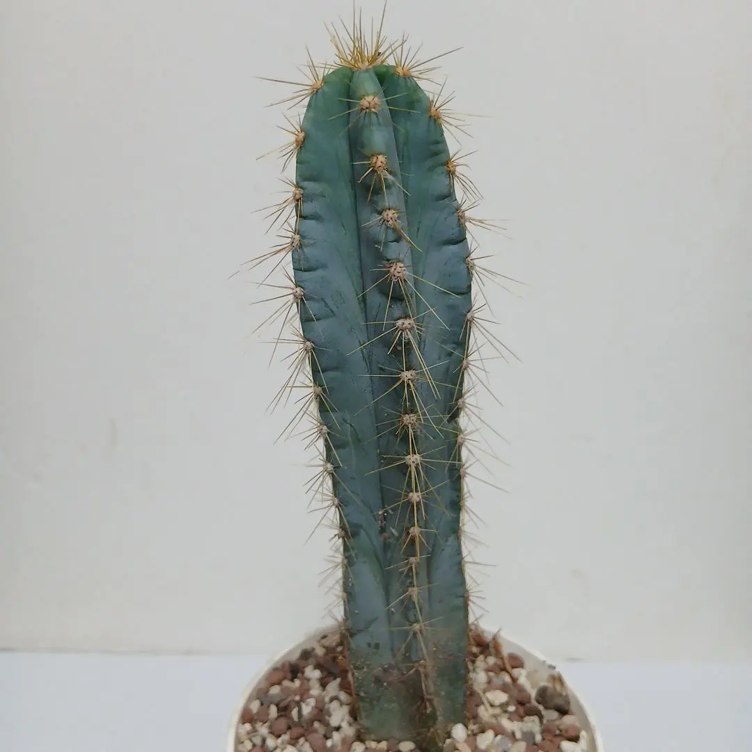2026年最新】サボテンアズレウスの人気アイテム - メルカリ