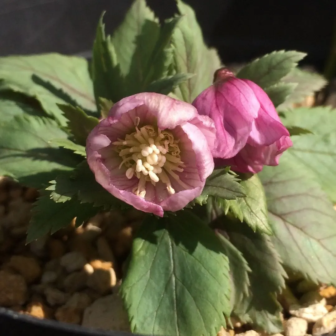 2026年最新】チベタヌス クリスマスローズの人気アイテム - メルカリ