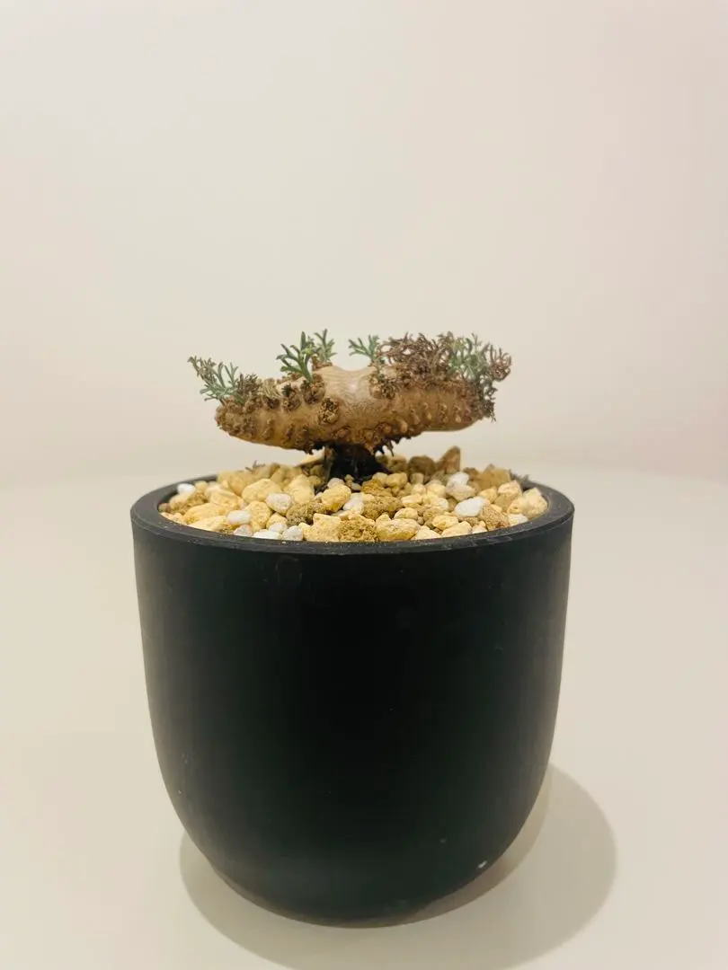 2026年最新】サルコカウロン ムルチフィズムの人気アイテム - メルカリ