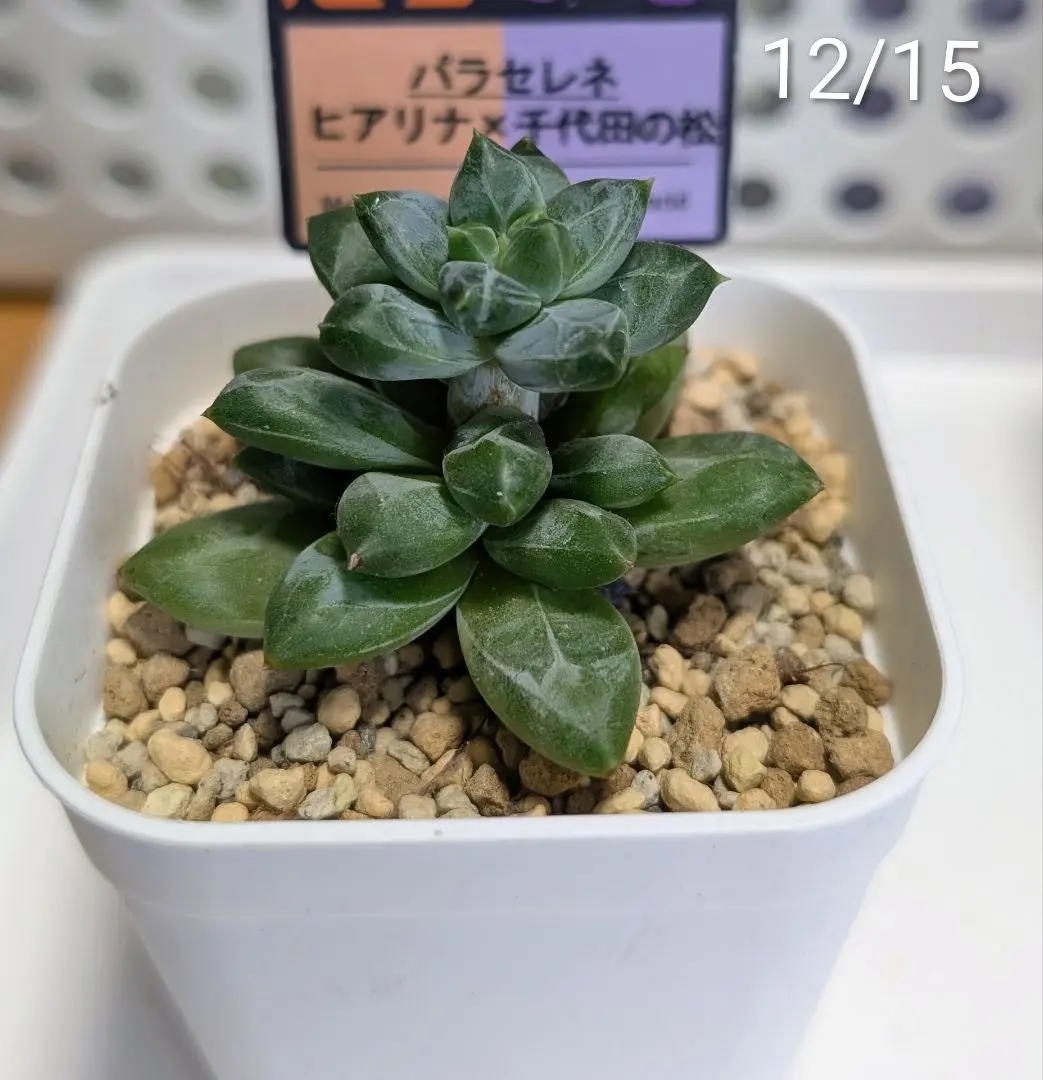 2026年最新】千代田の松の人気アイテム - メルカリ