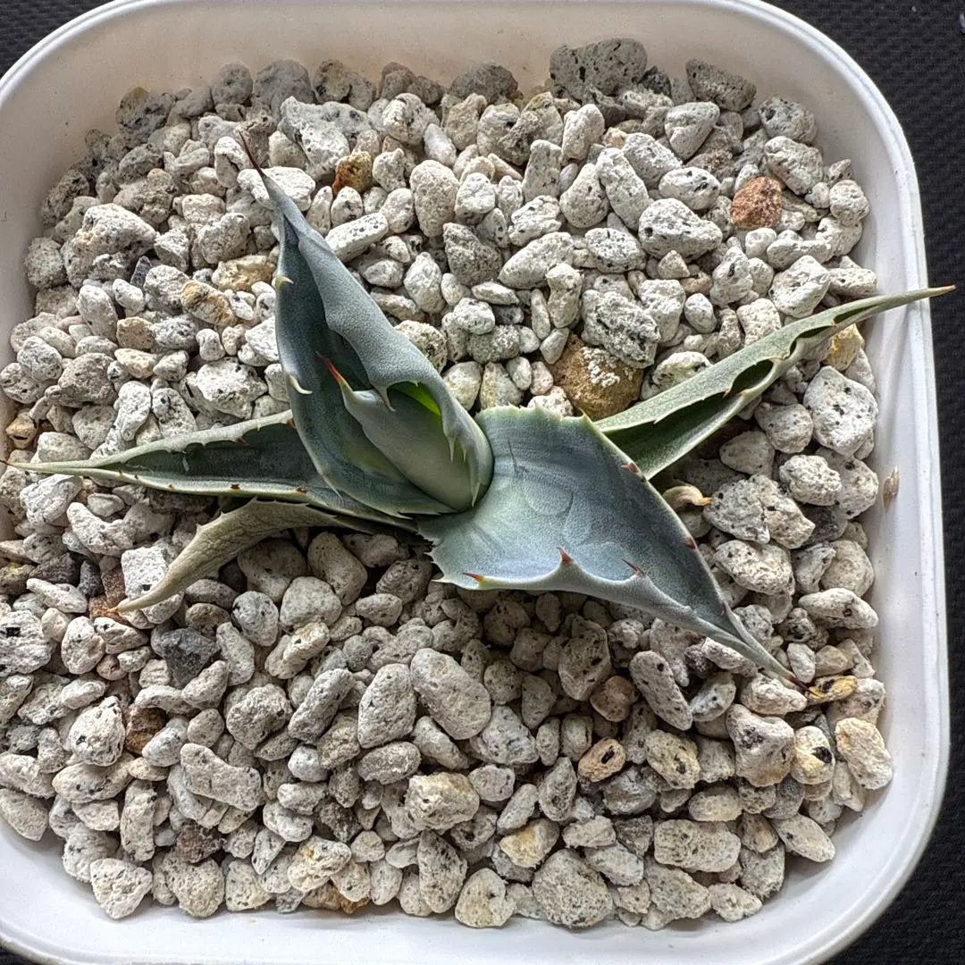 2026年最新】オバティ アウェイニングエンジェルの人気アイテム - メルカリ