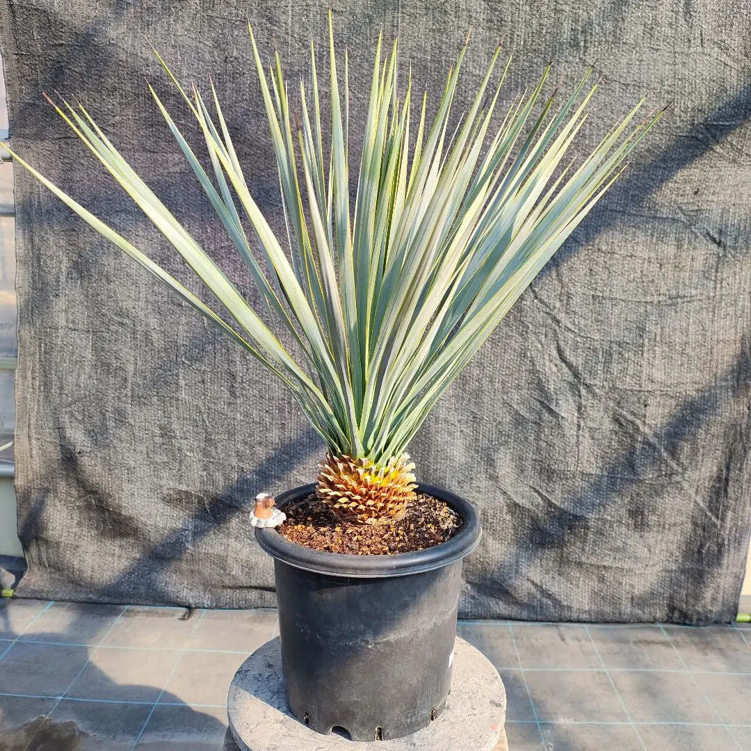 2026年最新】ユッカ リギダの人気アイテム - メルカリ