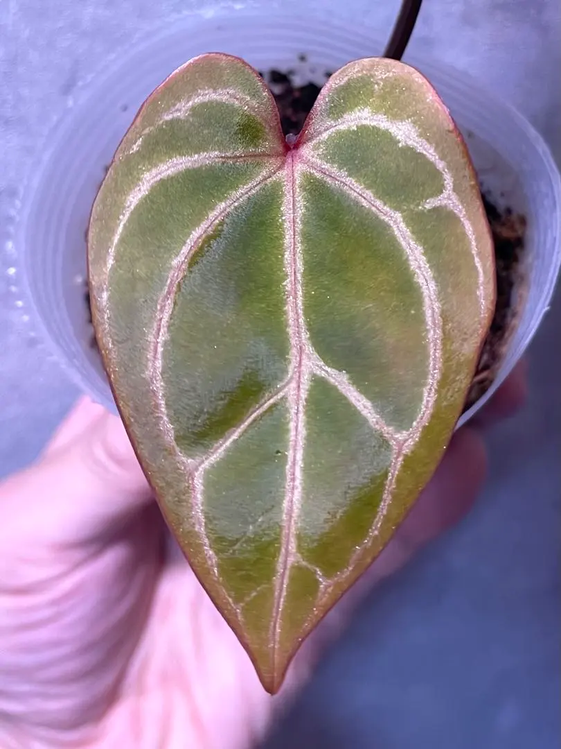 2026年最新】anthurium michelleの人気アイテム - メルカリ