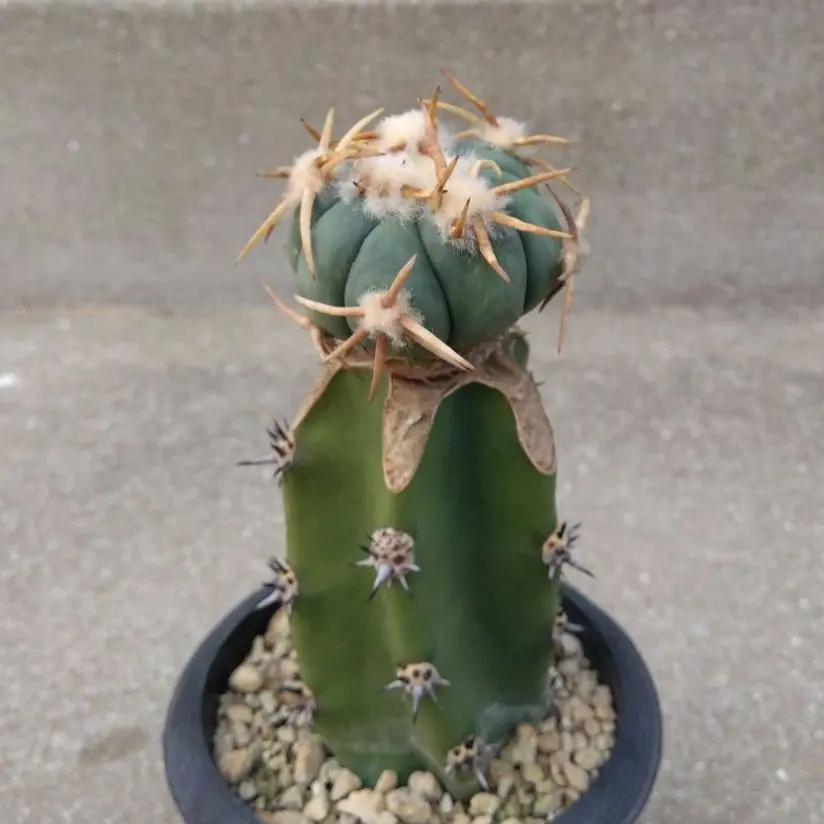 2026年最新】エキノカクタス 翠平丸の人気アイテム - メルカリ