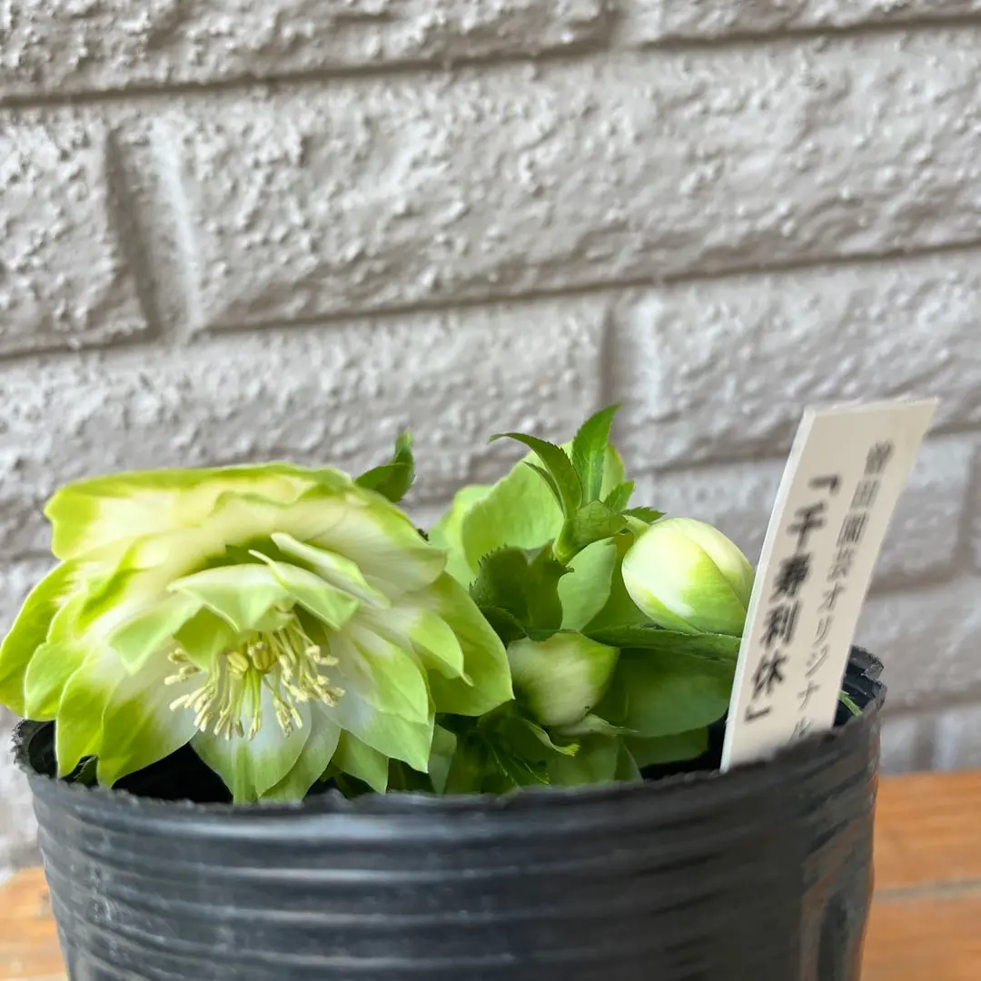 2026年最新】クリスマスローズ 利休の人気アイテム - メルカリ