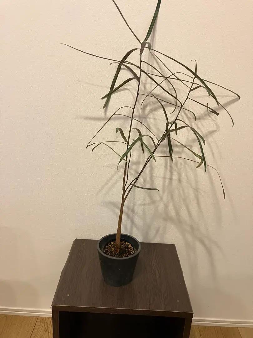 2026年最新】ブラキキトンの人気アイテム - メルカリ