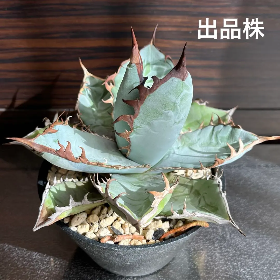 2026年最新】#激怒之舞の人気アイテム - メルカリ