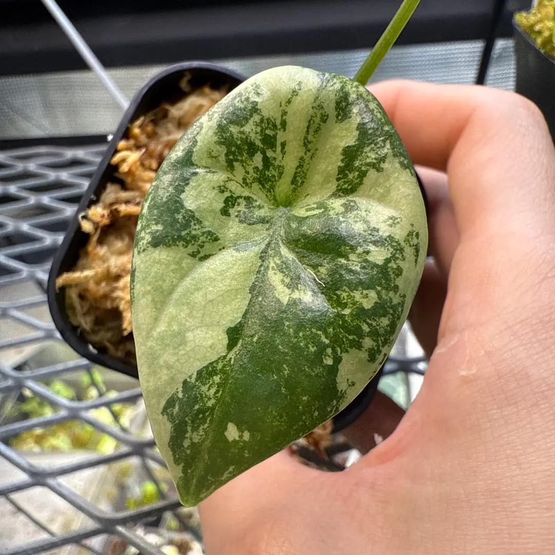 2026年最新】アロカシア シヌアータの人気アイテム - メルカリ