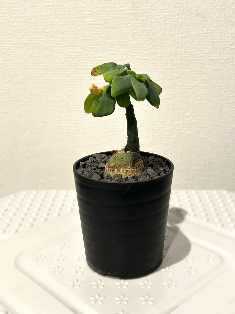 2026年最新】アデニア グラウカの人気アイテム - メルカリ