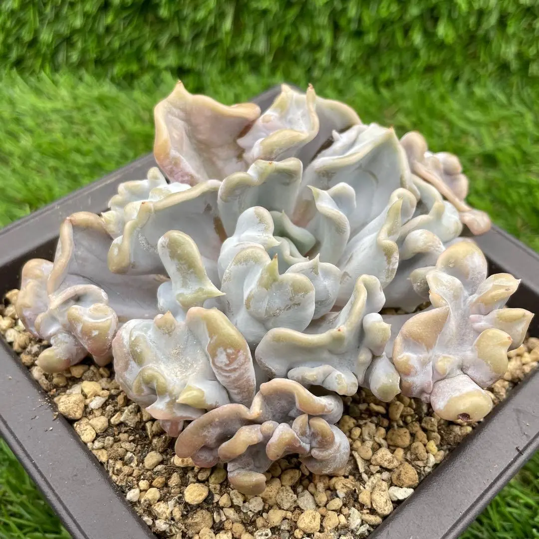 2026年最新】スリラーパール 多肉の人気アイテム - メルカリ