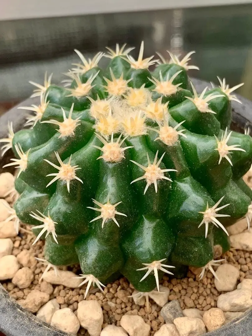 2026年最新】金鯱 短刺の人気アイテム - メルカリ