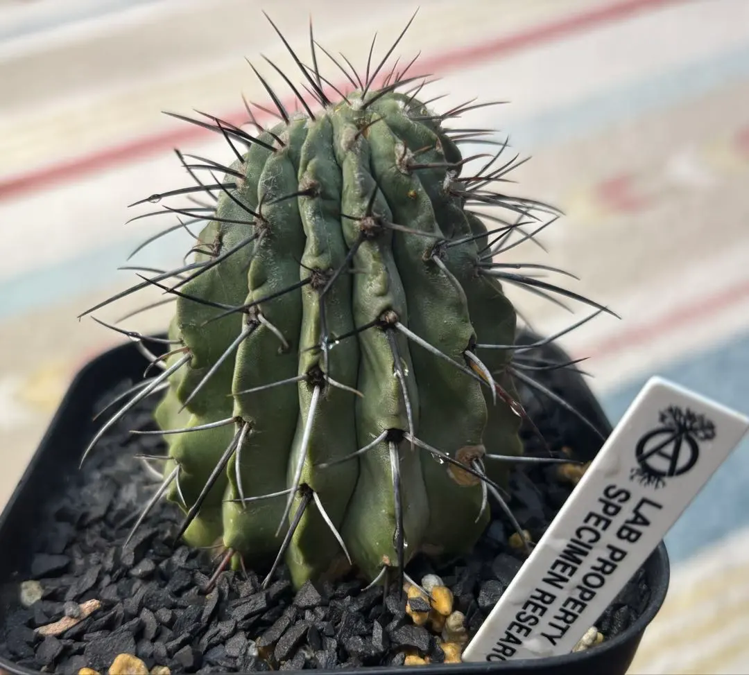 2026年最新】黒士冠の人気アイテム - メルカリ