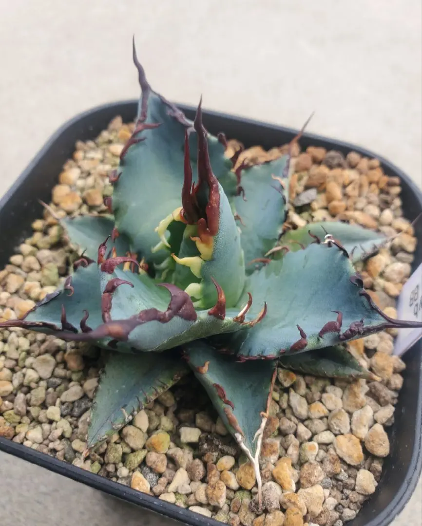 2026年最新】エボリスピナ bb ハイブリッドの人気アイテム - メルカリ